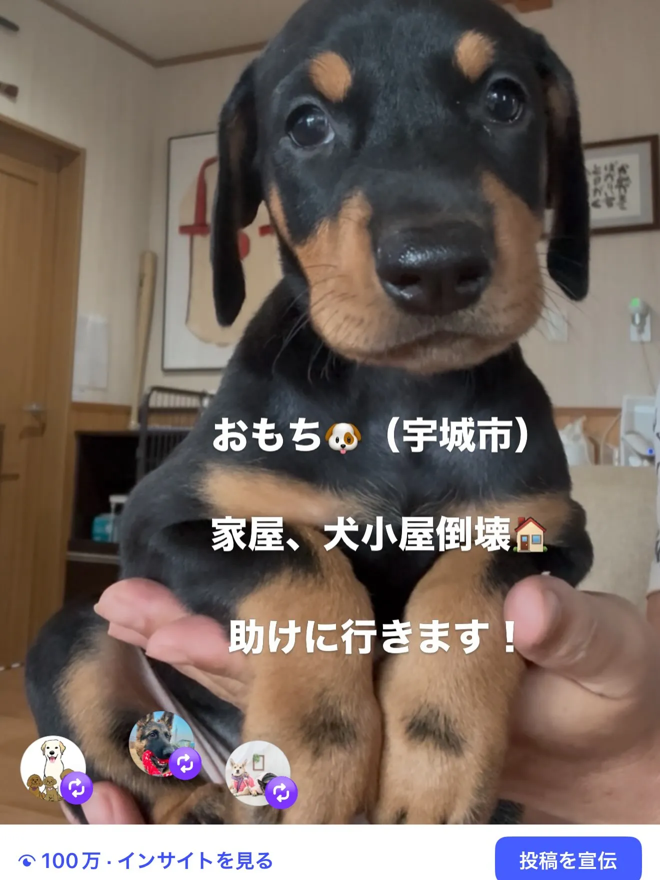 被災していました、おもち（ドーベルマン♀）