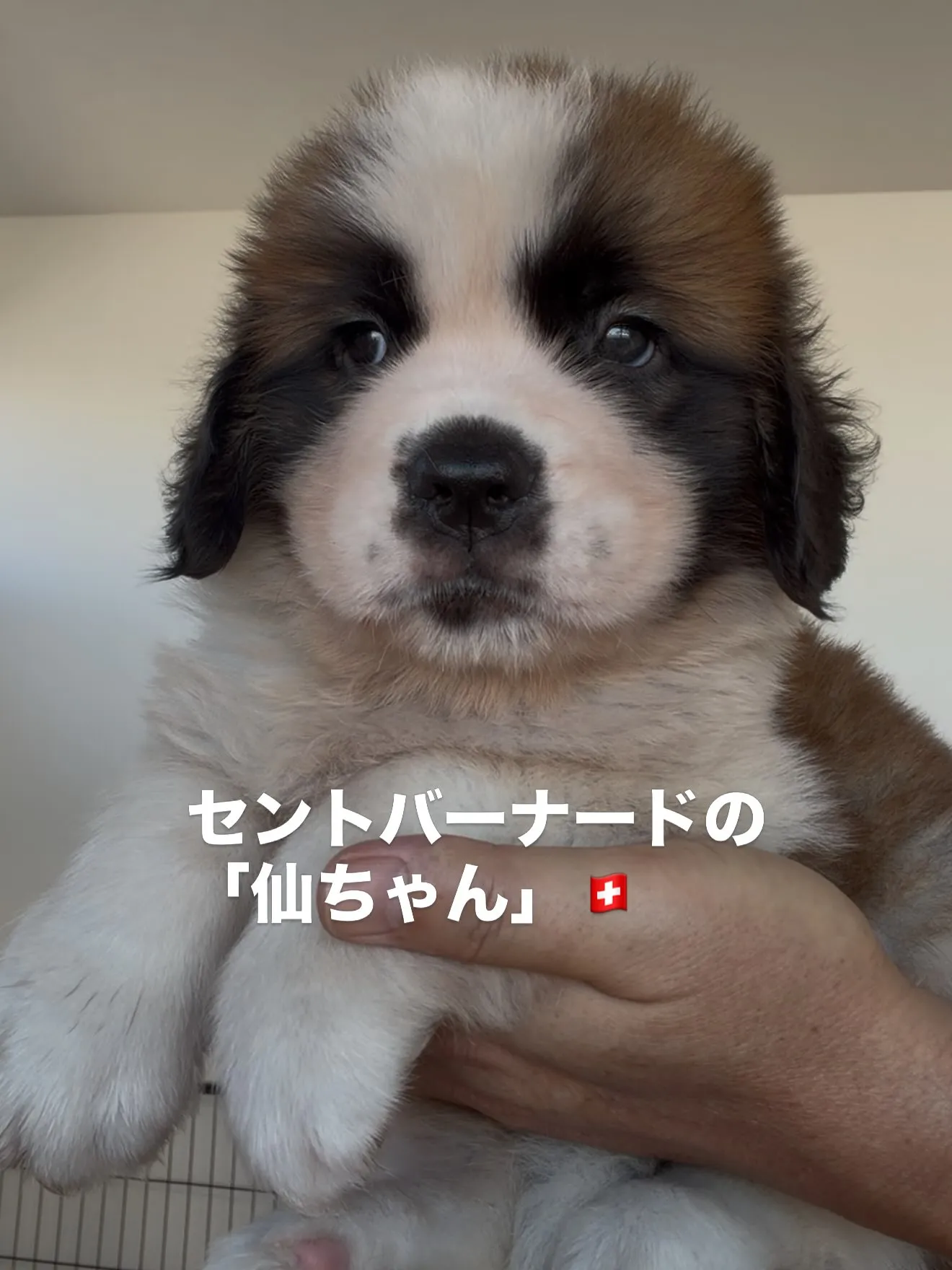 またまた、素晴らしいセントバーナードの女の子がやって来ました...