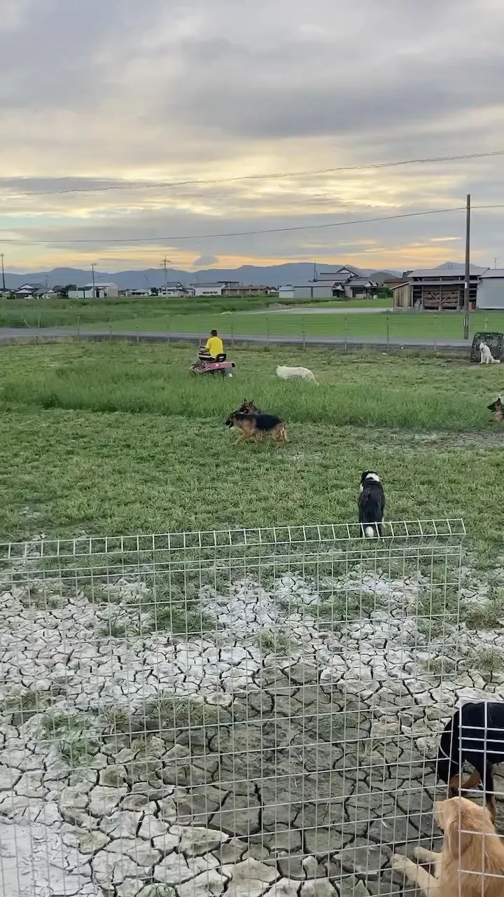 梅雨の合間にドッグランのお手入れです🐶