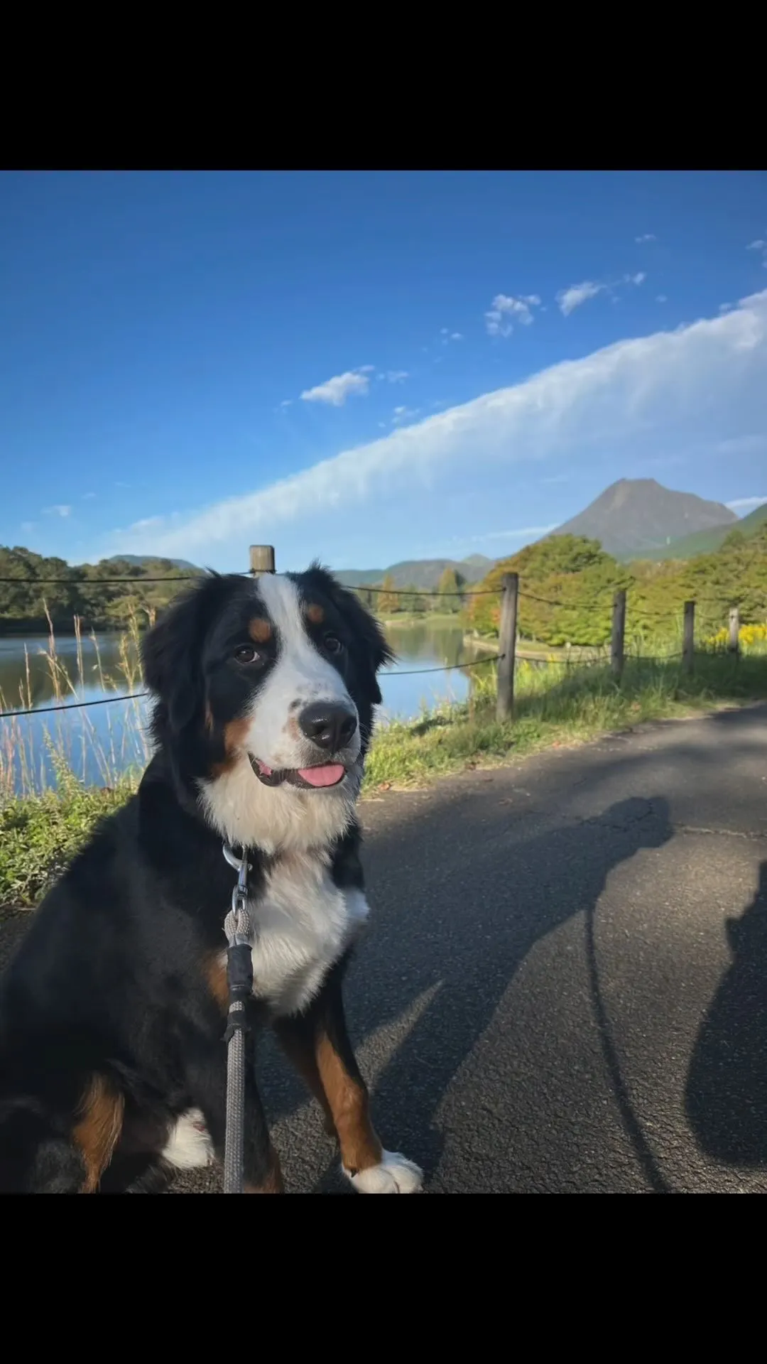 大分県のアドベンチャーワールドの看板犬となった、バーニーズマ...