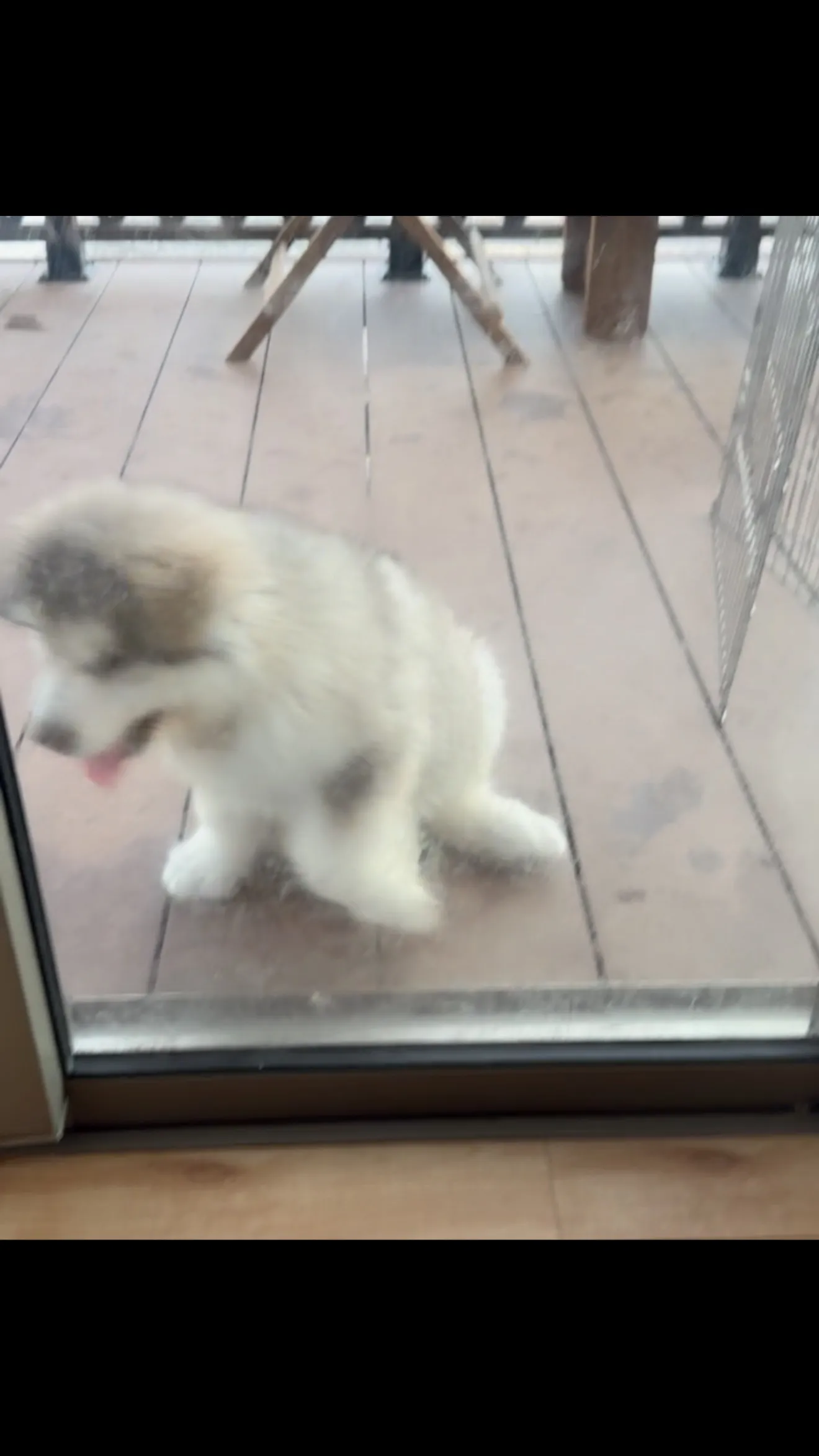 犬の気持ち🐶