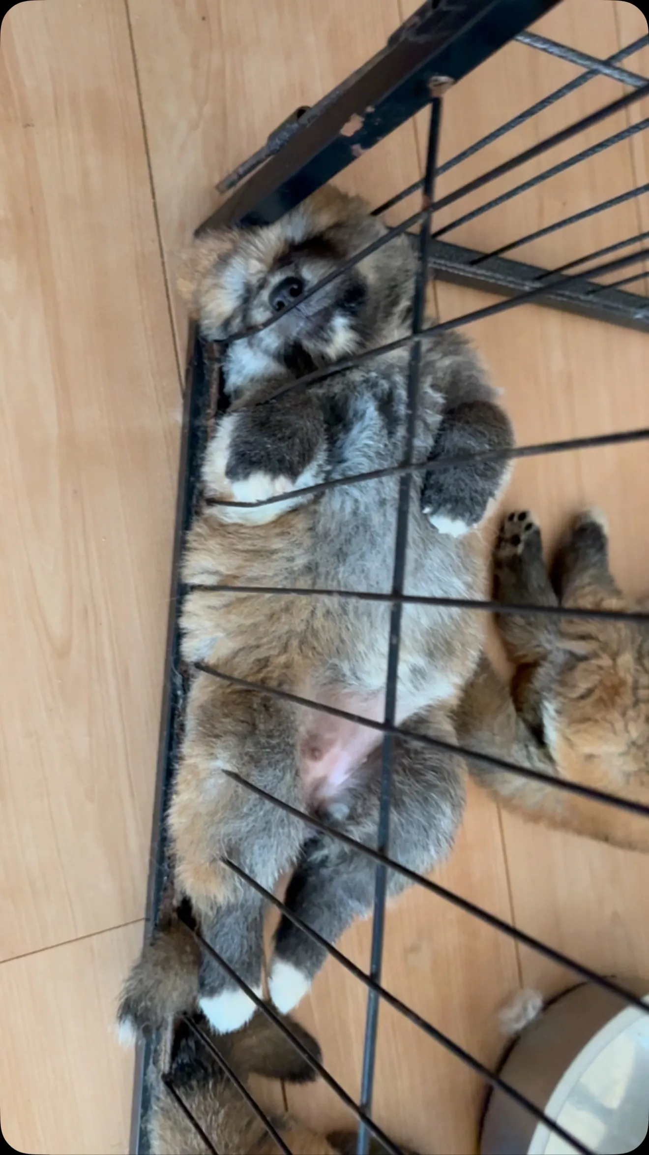 わさ子の子供　わさお？😅　