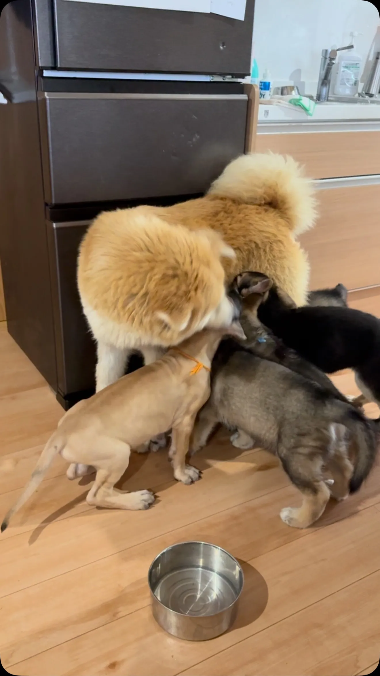 ワサ子さん（秋田犬）