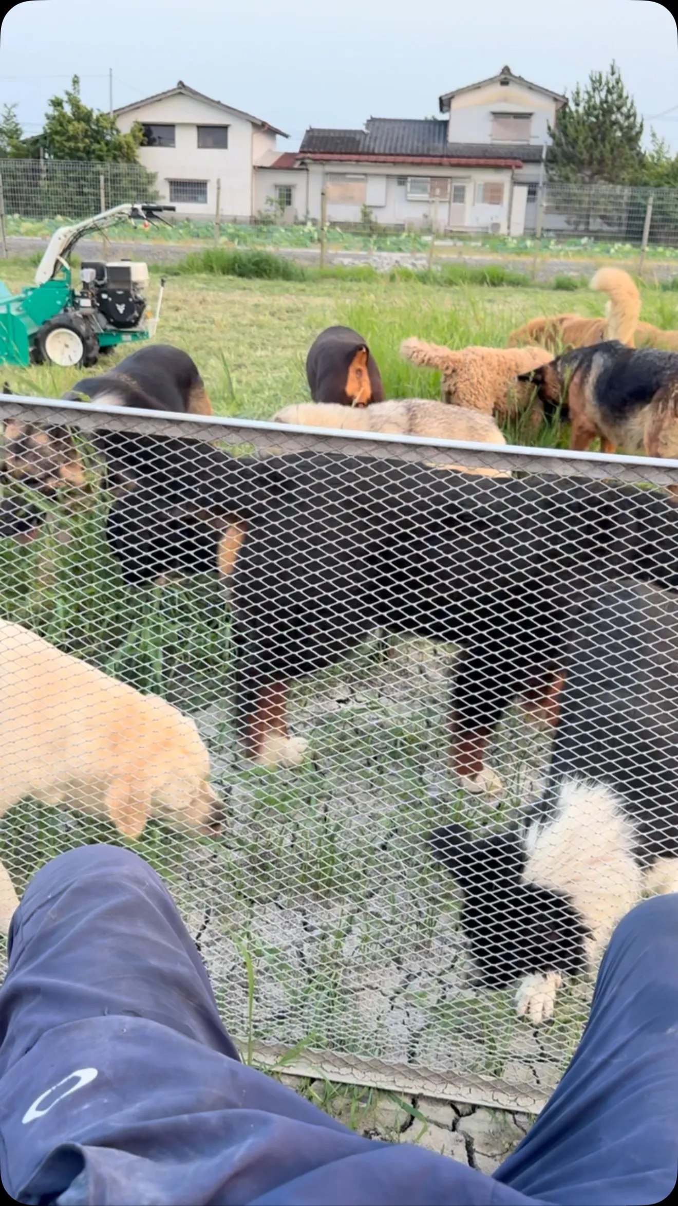 避難所より中継📹🐶　