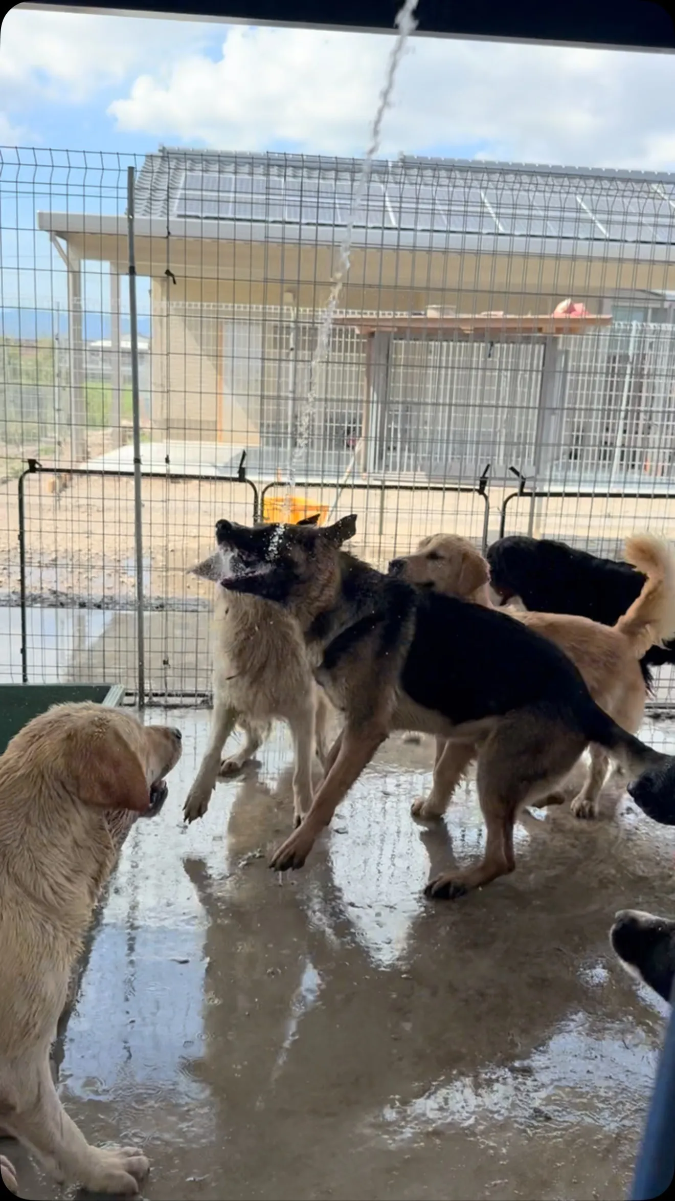 午後のひととき🐶