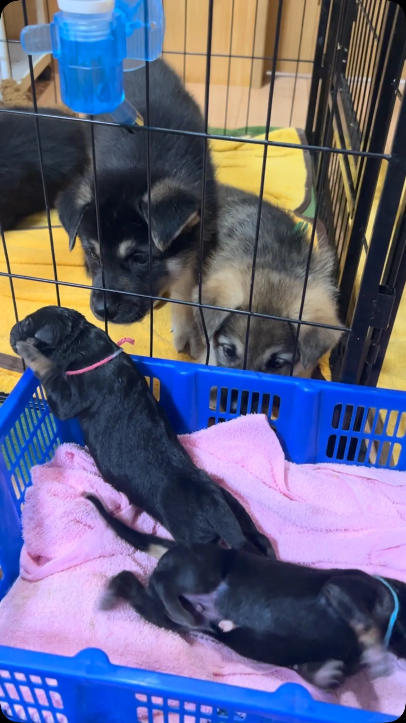 グレートデンのお産🐶