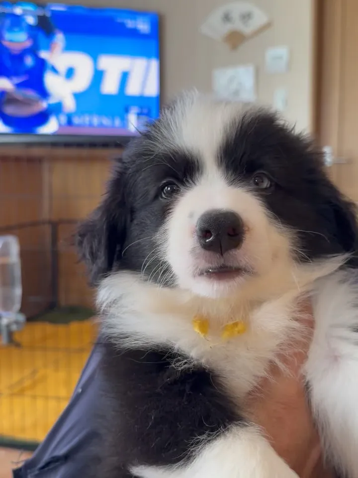 午前のひととき🐶