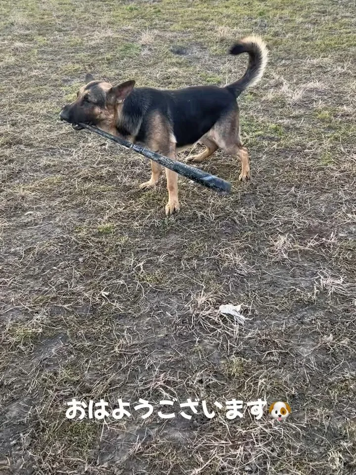 TikTokを始めました。