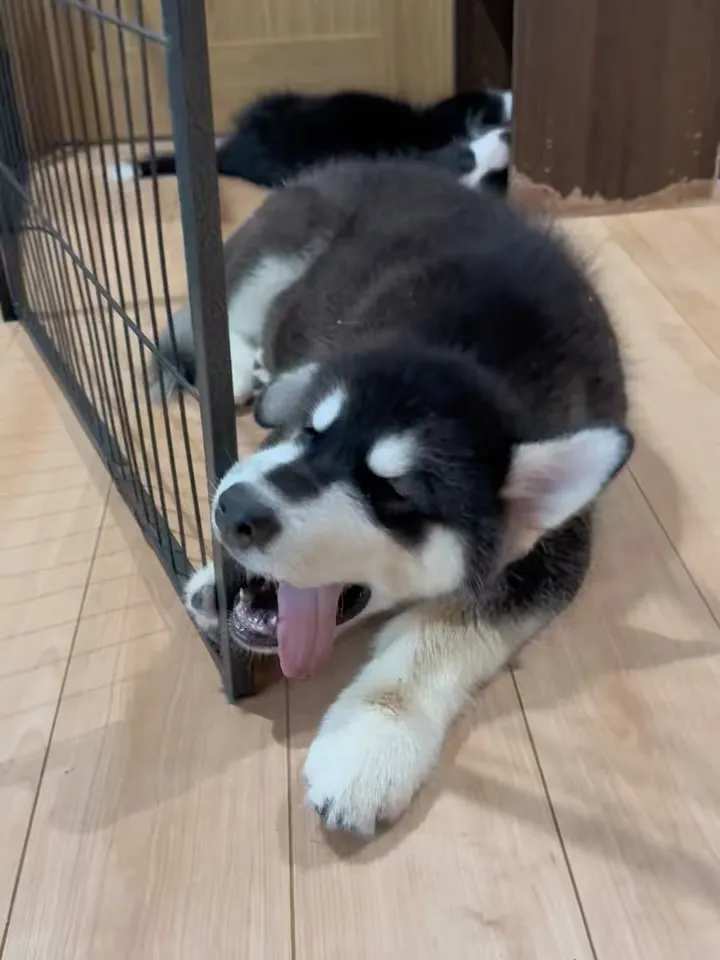 おはようございます。