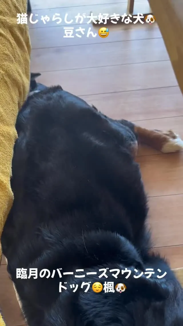 お盆のひととき🐶