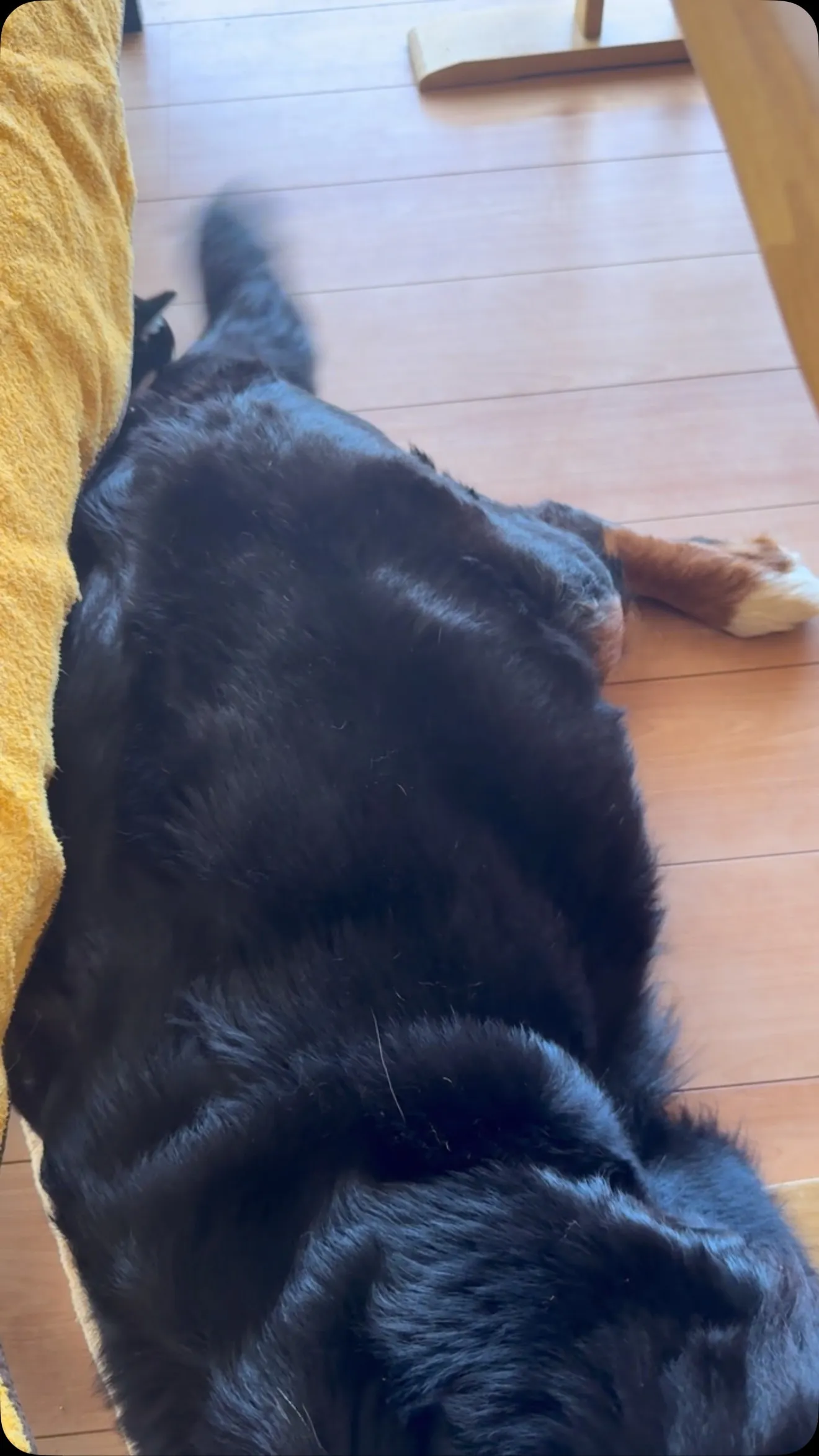 お盆のひととき🐶