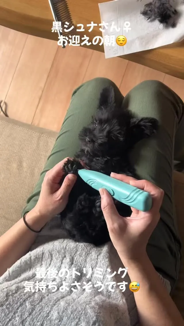 #仔犬 