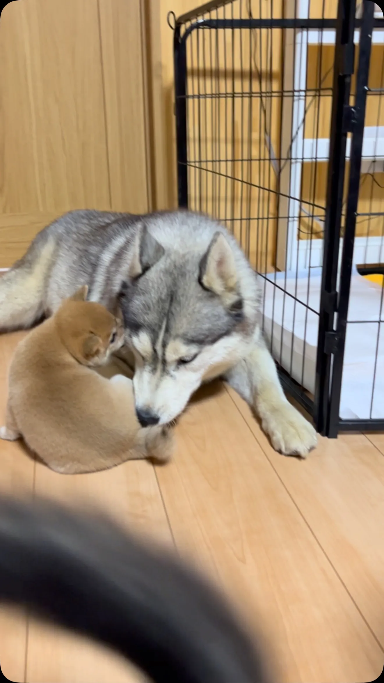 臨月のはづき（シベリアンハスキー🐶）
