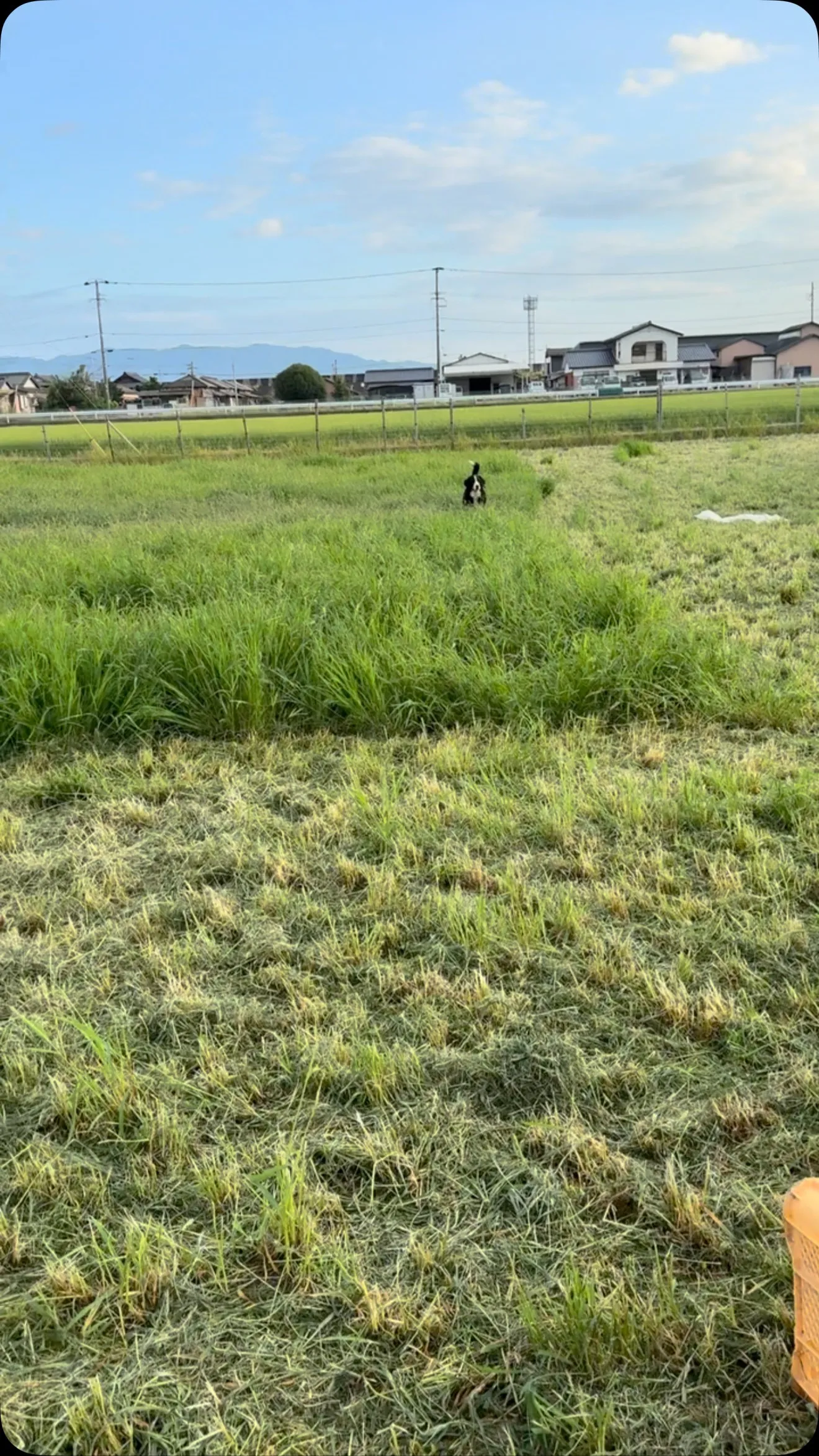 おはようございます。