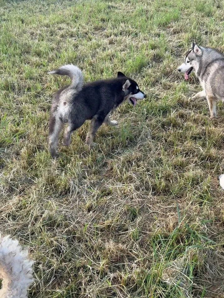 アラスカンマラミュート（四ヶ月）🆚シベリアンハスキー🐶