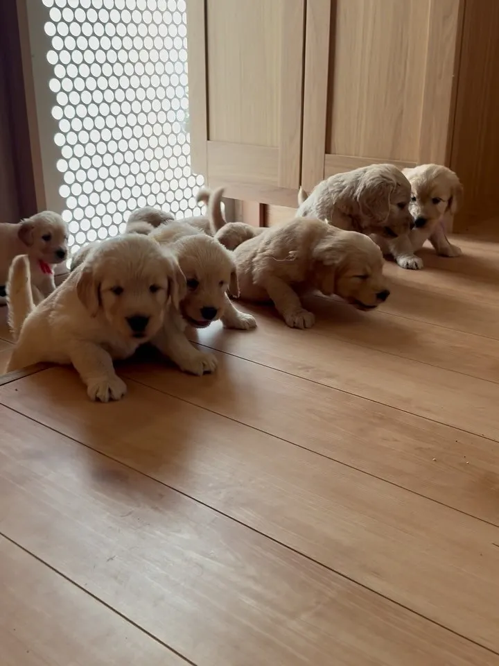 午後のひととき🐶