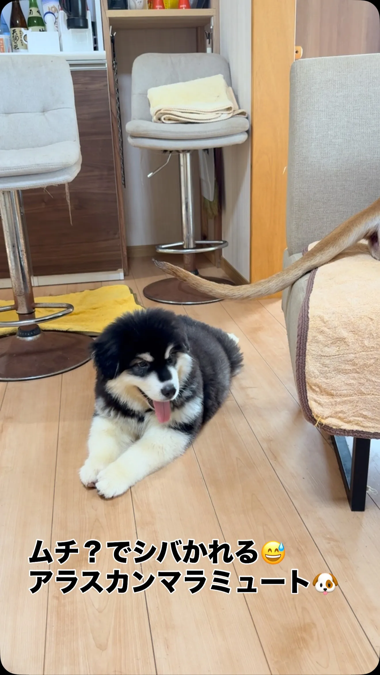 午前のひととき🐶