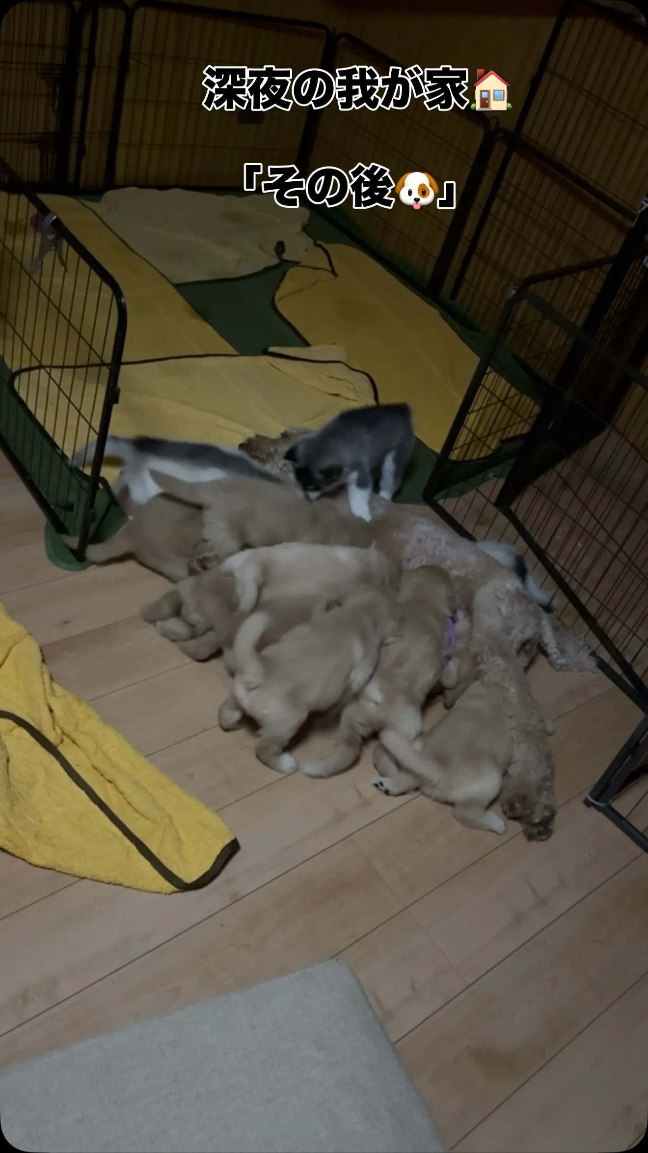 おはようございます🐶