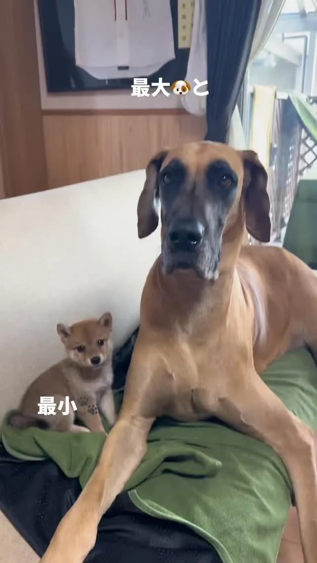 午後のひととき🐶