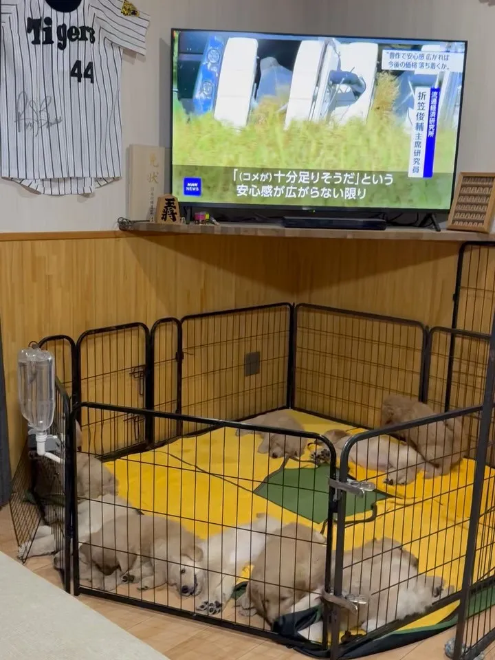 今日も一日お疲れ様でした🐶🐾😌