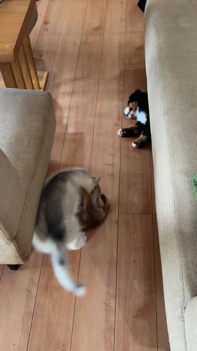 おはようございます🐶