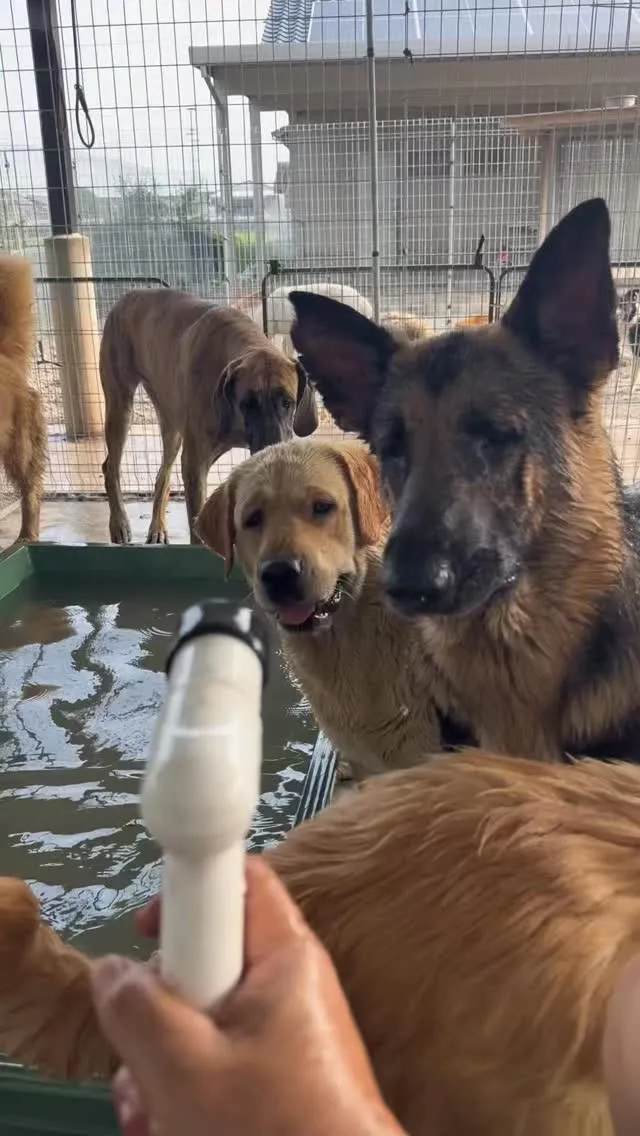 今年の夏も辛うございました🐶😌