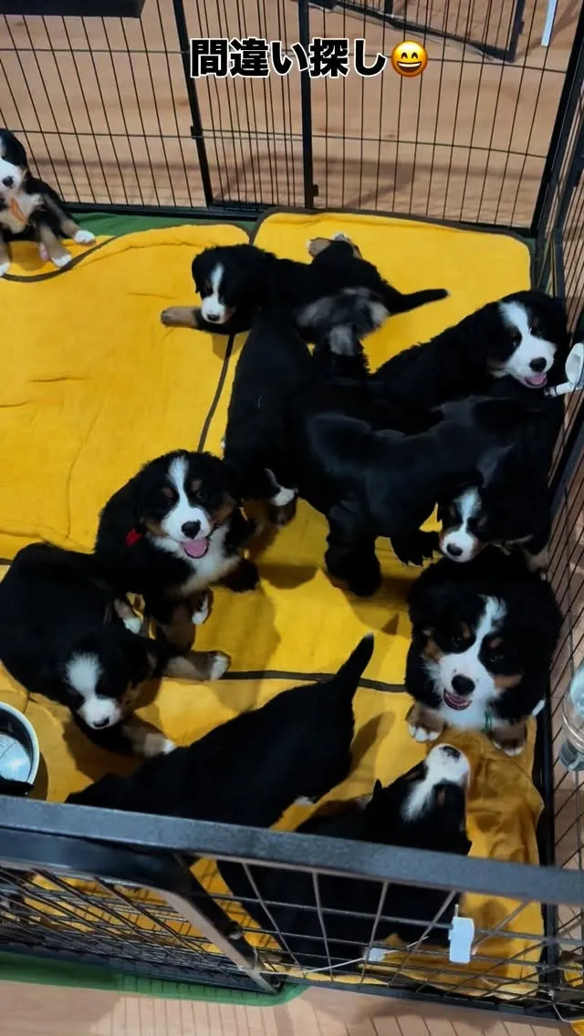 山盛りバーニーズマウンテンドッグの中に🐾