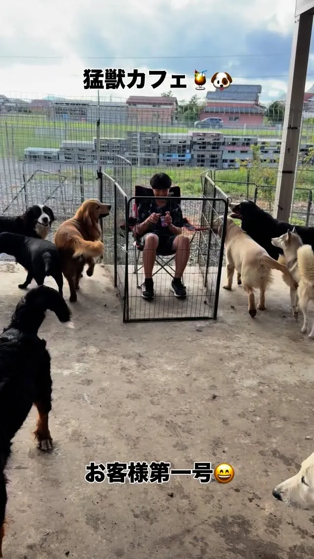 #大型犬カフェ