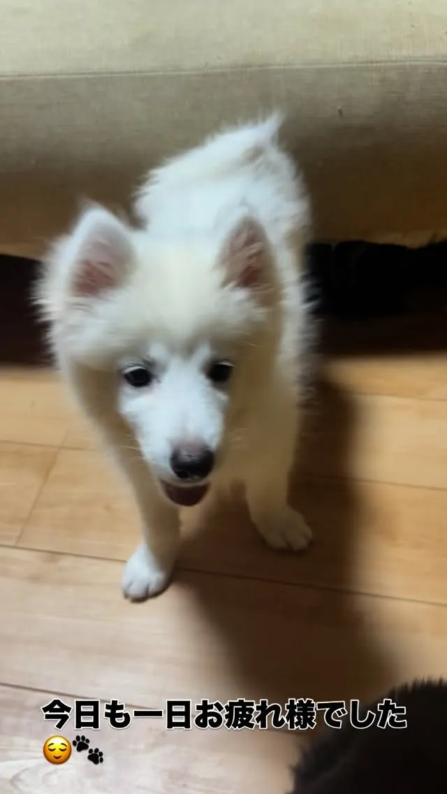 #仔犬 