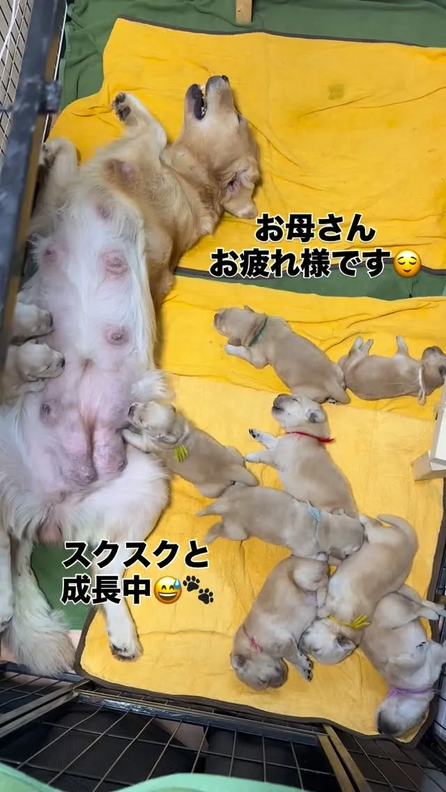 我がどんで勝手に飲みんしゃい😄