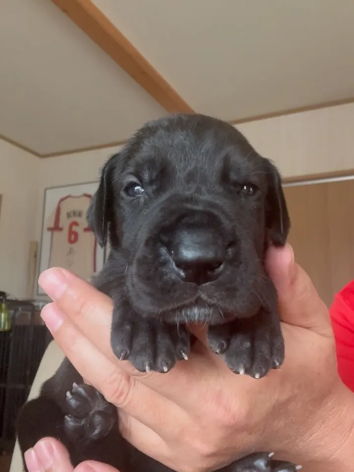 グレートデン🐶　目が開きました☺️