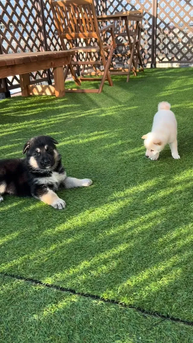 おはようございます🐶