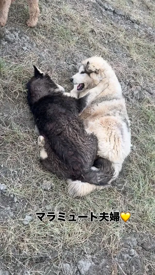 おはようございます🐶
