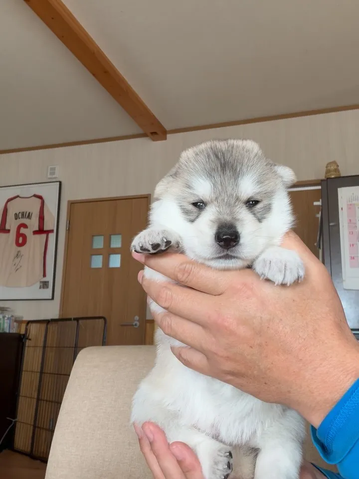 ホワイトシェプスキー　🐶　ゴールデンレトリバー