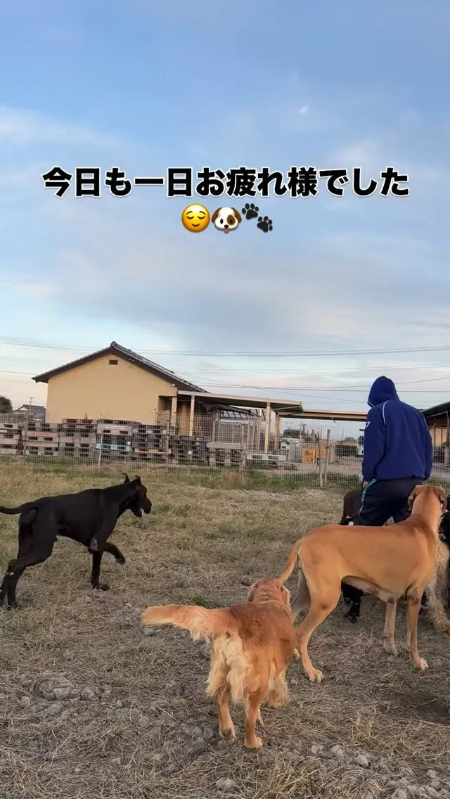 #大型犬のいる暮らし 