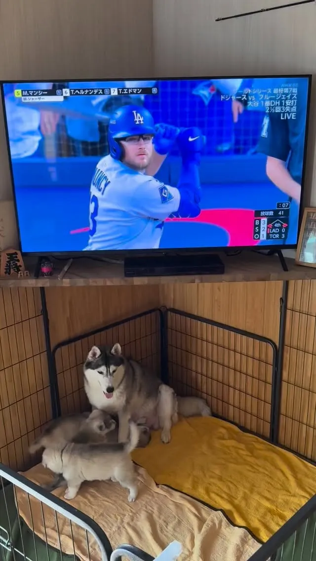 ホワイトシェプスキーさん達🐶お引越し🏠