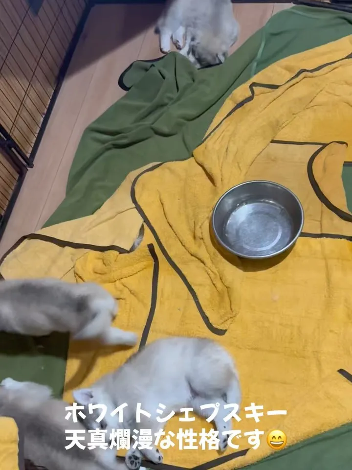 ホワイトシェプスキー、まるまるモフモフです😄