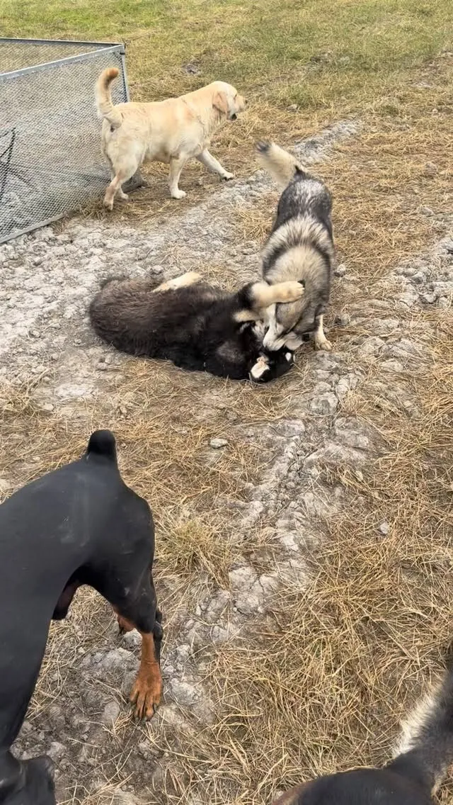 シベリア🆚アラスカ🐶