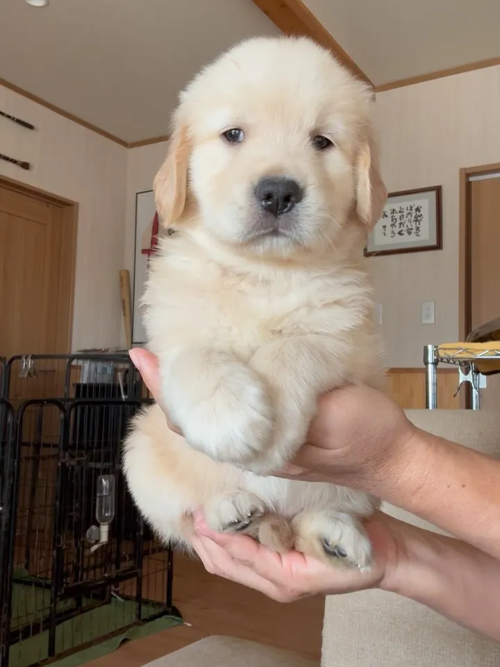 ゴールデンレトリバー🐶　今回も…