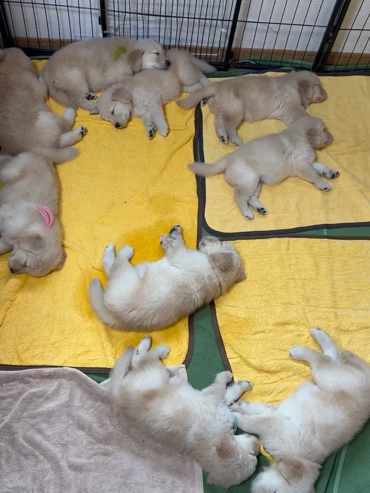 寝る子は育つ😄🐶