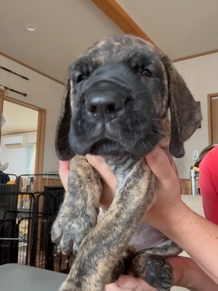 クリスマス特別大特価！希少！グレートデン　ブラックブリンドル　女の子　37.8万円