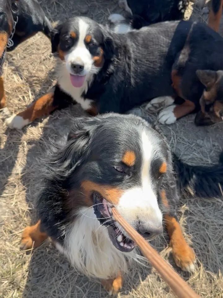 問題児🐶🐶