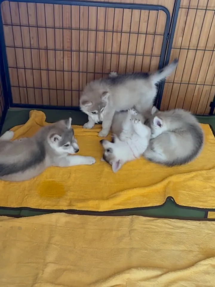 おはようございます🐶
