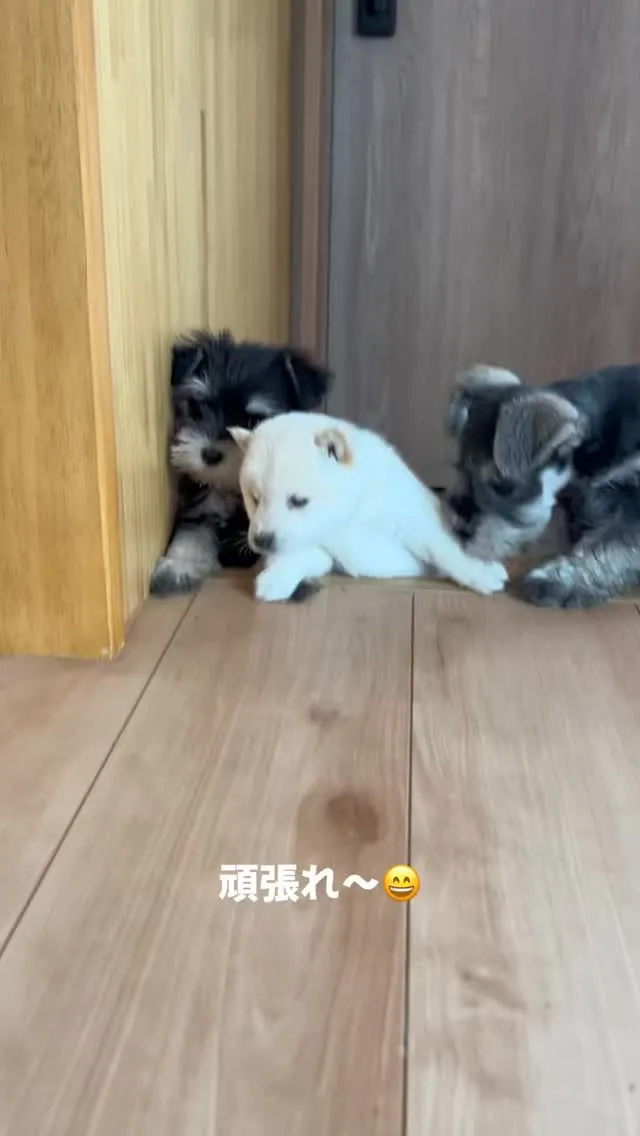 午後のひととき🐶