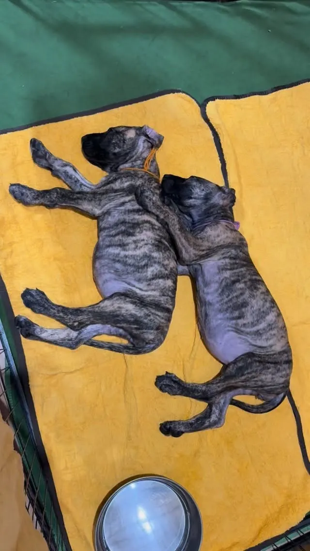 今日も一日、お疲れ様でした😌🐶💤