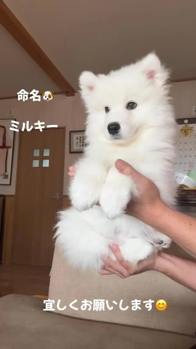 もえきち🐶の奥さん。