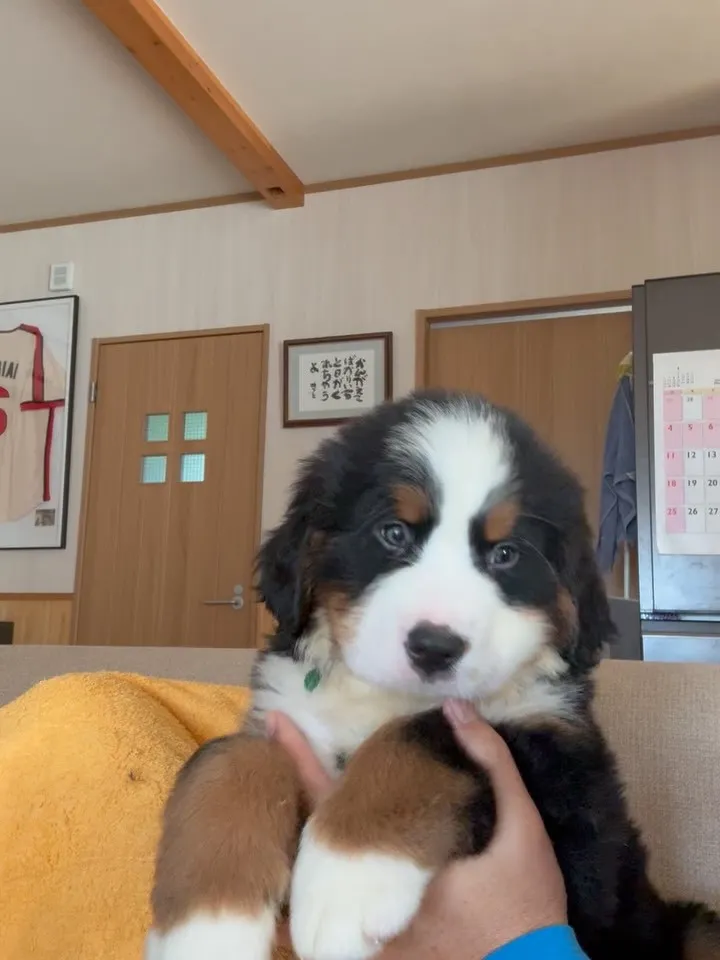 🐶バーニーズマウンテンドッグ、まもなく誕生致します😌