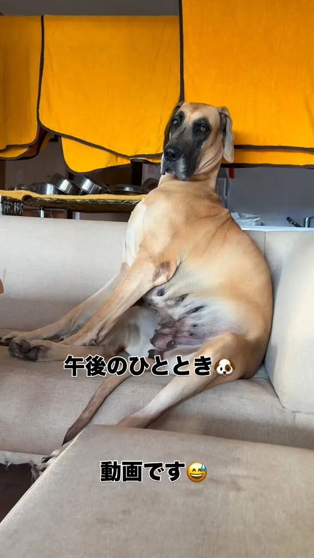優雅なシェリー🐶😄