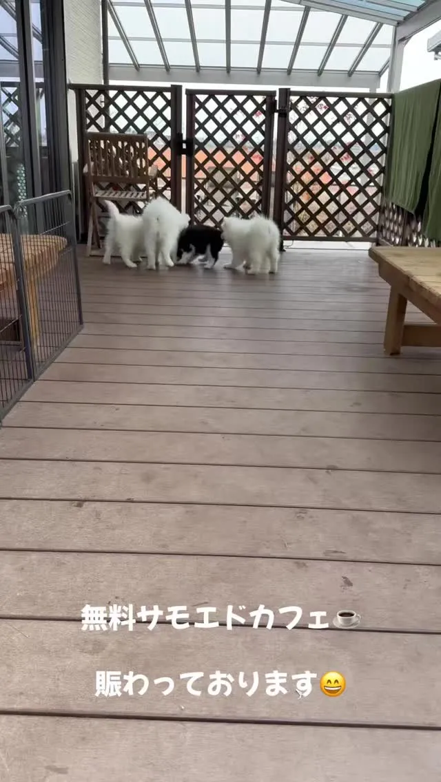 アラスカンマラミュートのココちゃん（生後2ヶ月♀🐶）