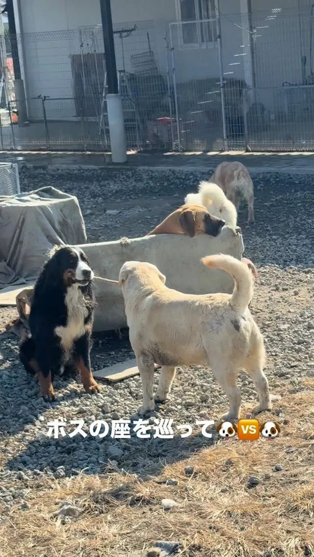 今日も、しょうもない🍁争いが繰り広げられています🥲